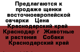 Предлагаются к продаже щенки восточноевропейской овчарки › Цена ­ 20 000 - Краснодарский край, Краснодар г. Животные и растения » Собаки   . Краснодарский край